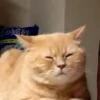 Moods gatos  15