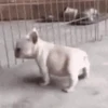 Perros y Gatos Random 🐕🐈 7