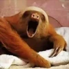 Bocejando | Caindo de Sono 😴 29