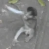 MONKEYYYY 21