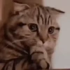 😸 Gatitos 😸 6