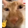 言 小红书
