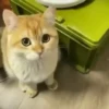 Gif kucing 15