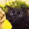Kitty cats gif 6