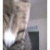 Gif kucing 13