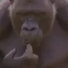 Macaco 🐒 24