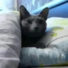 Bocejando | Caindo de Sono 😴 27
