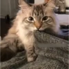 Moods gatos  6