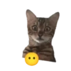 😸😽 Miau Miau 😽😸 15