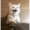 Moods gatos  11