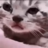 Kitty cats gif 5