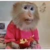 MONKEYYYY 12