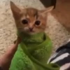 Gif kucing 17