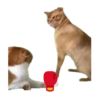 😸😽 Miau Miau 😽😸 8