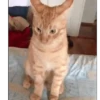 Moods gatos  19