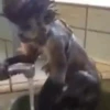 Macaco 🐒 28
