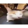 Kitty cats gif 10
