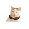 Meme GIF Baru 14