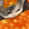 Gif kucing 7