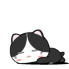 Baby Tuxedo Cat 2 .MOV 6
