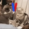 Perros y Gatos Random 🐕🐈 11