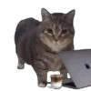 Memes Michis Random🐈‍⬛🐈🐾 5