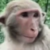 MONKEYYYY 15