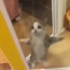 Gif kucing 5
