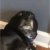 Cachorro Animado  8