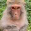MONKEYYYY 13