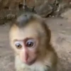 MONKEYYYY 9