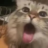 Reacción de gatos 6