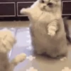 Perros y Gatos Random 🐕🐈 15