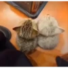 Gif kucing 19