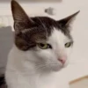 Reacción de gatos 18