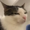 Reacción de gatos 20