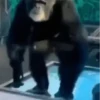 Monos changuitos 🦧 🦍🐒 16