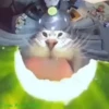 Gif kucing 11