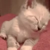 Moods gatos  12