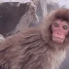 Macaco 🐒 29
