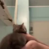 Gif kucing 20