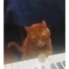 Gif kucing 26