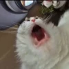 Reacción de gatos 14