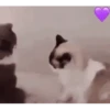 Perros y Gatos Random 🐕🐈 12