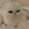 Moods gatos  16