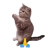 😸😽 Miau Miau 😽😸 7