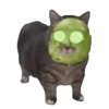 Memes Michis Random🐈‍⬛🐈🐾 11