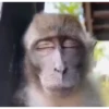 MONKEYYYY 11