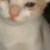 Gif kucing 10