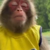 MONKEYYYY 7